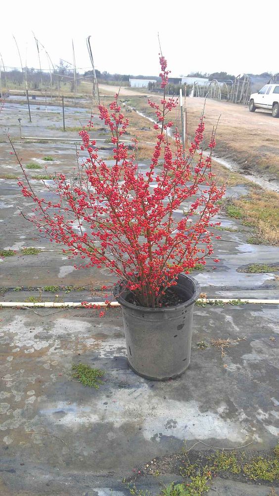 ilex-decidua-possumhaw-holly-deciduous-holly