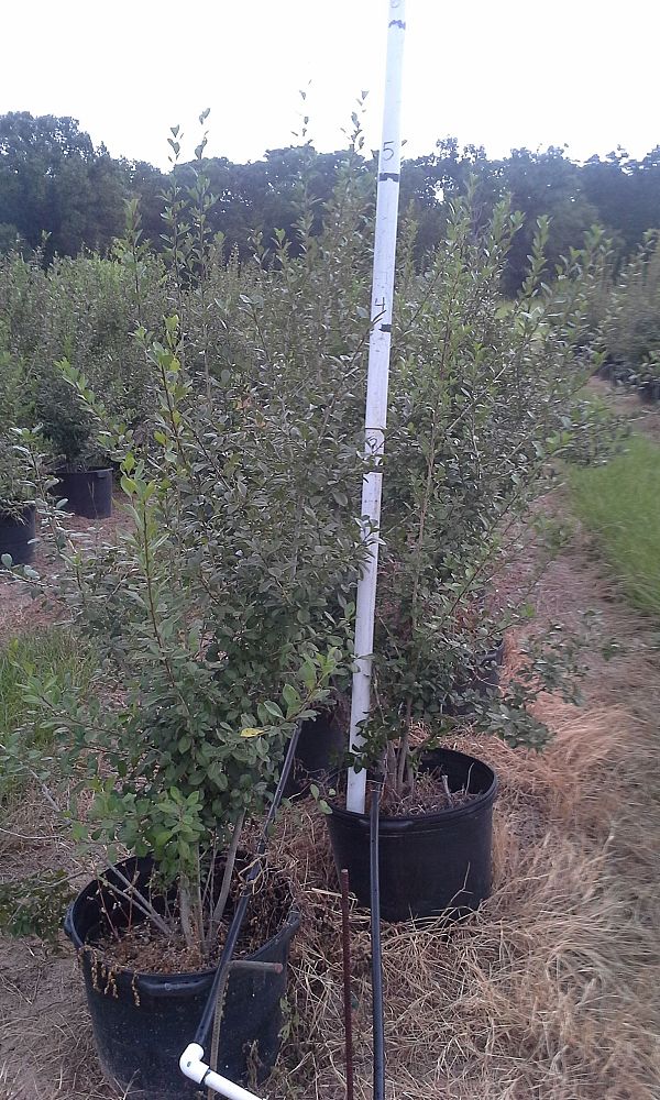 ilex-decidua-possumhaw-holly-deciduous-holly