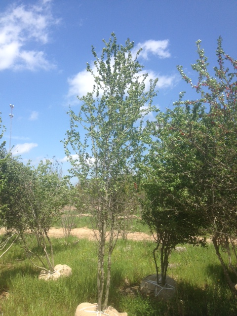 ilex-decidua-possumhaw-holly-deciduous-holly