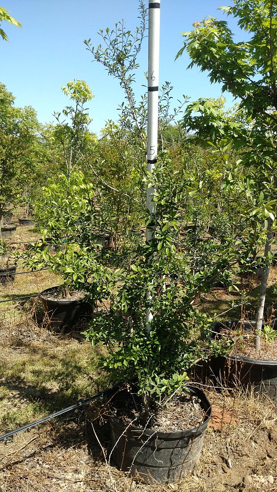 ilex-decidua-possumhaw-holly-deciduous-holly