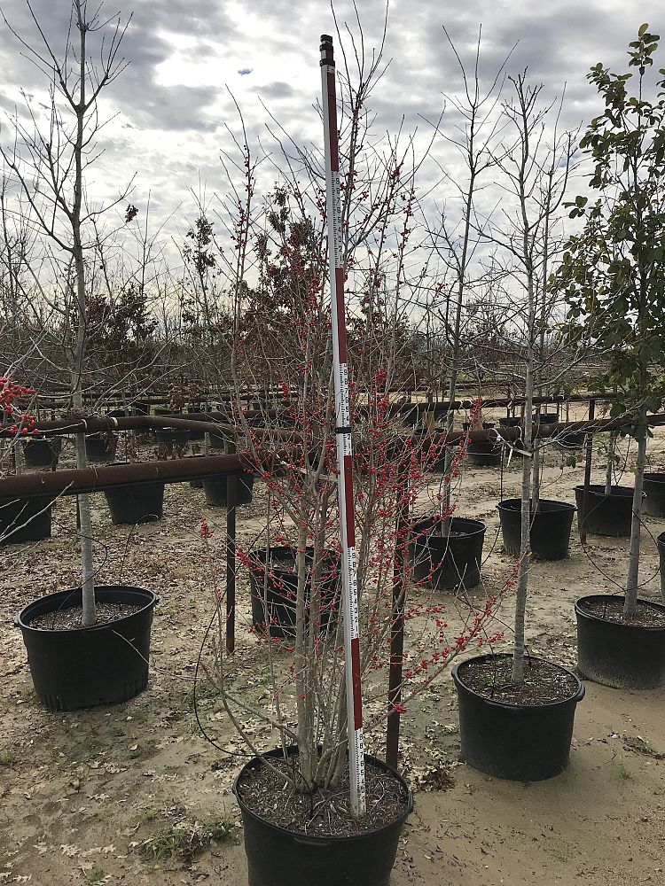 ilex-decidua-possumhaw-holly-deciduous-holly