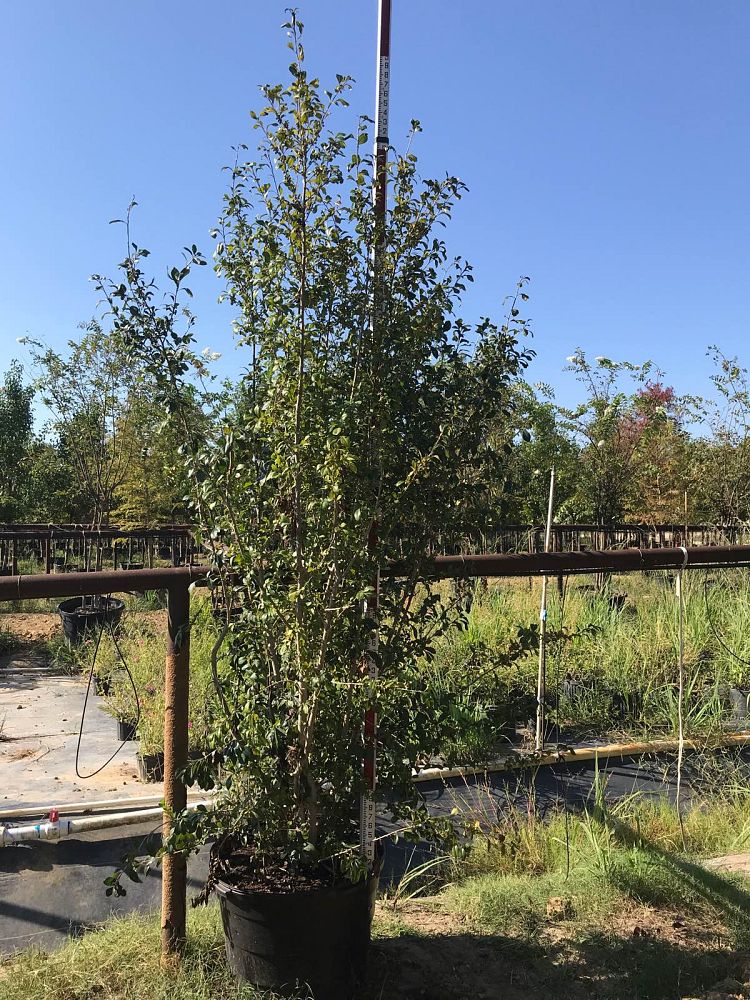 ilex-decidua-possumhaw-holly-deciduous-holly