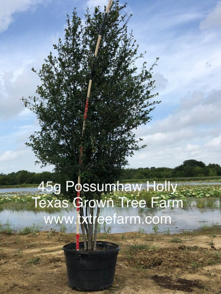 ilex-decidua-possumhaw-holly-deciduous-holly