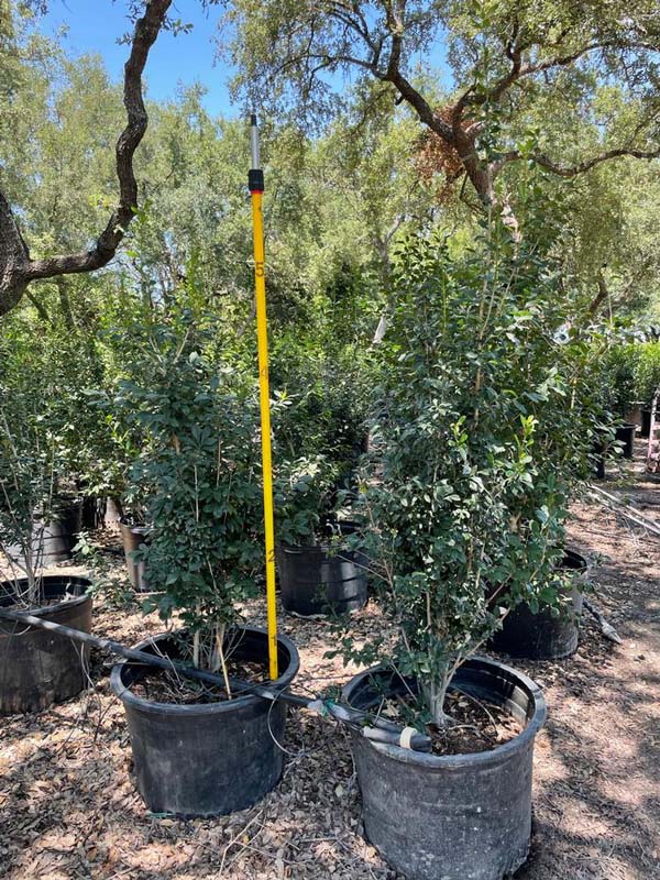 ilex-decidua-possumhaw-holly-deciduous-holly
