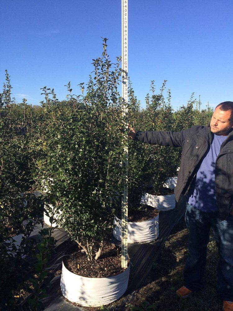 wills tree farm 28 images 28 best wills tree farm a wills tree farm 28 images 28 best wills tree farm a