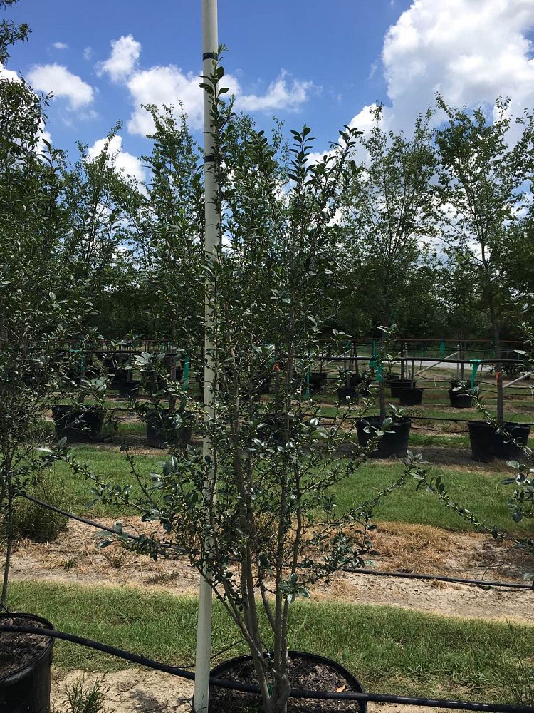 ilex-decidua-warren-s-red-possumhaw-holly-deciduous-holly
