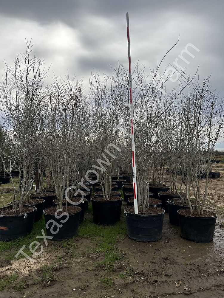 ilex-decidua-warren-s-red-possumhaw-holly-deciduous-holly