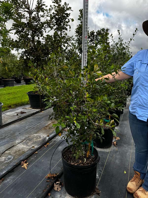 ilex-decidua-warren-s-red-possumhaw-holly-deciduous-holly