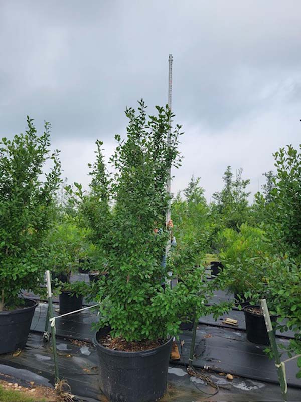 ilex-decidua-warren-s-red-possumhaw-holly-deciduous-holly