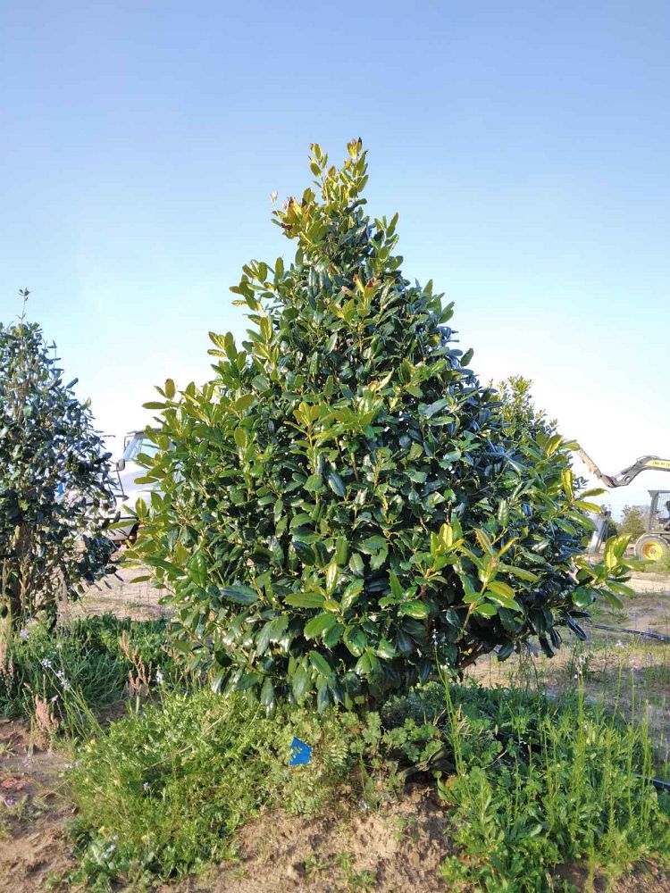 ilex-east-bay-holly