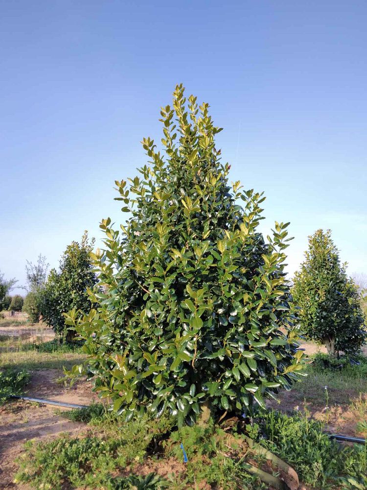 ilex-east-bay-holly