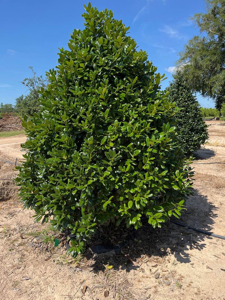 ilex-east-bay-holly