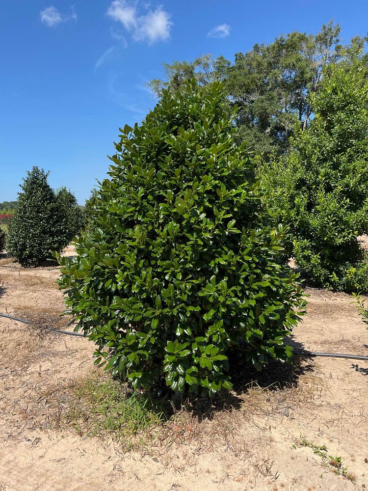ilex-east-bay-holly