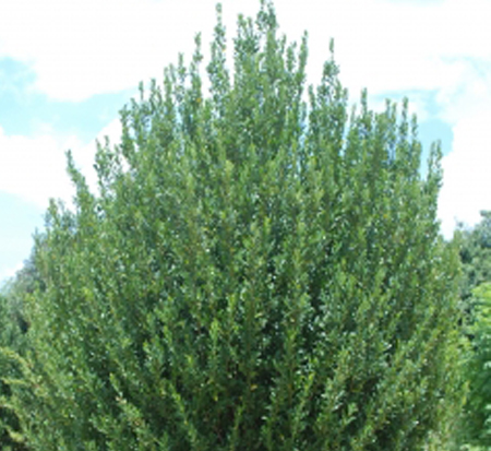 ilex-emerald-colonnade-holly