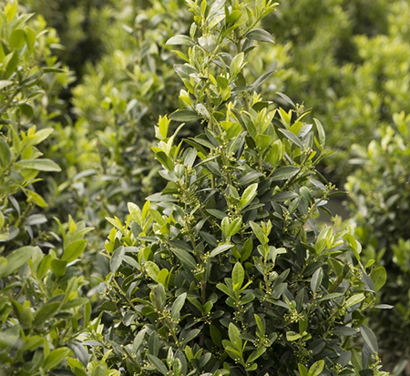 ilex-emerald-colonnade-holly