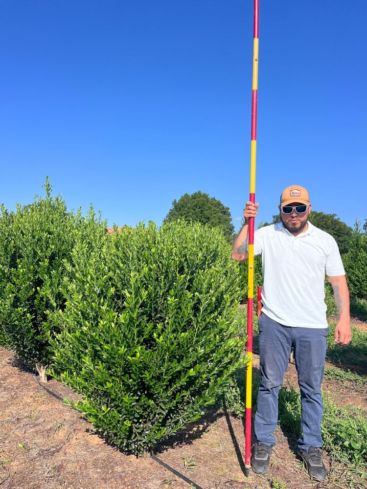 ilex-emerald-colonnade-holly