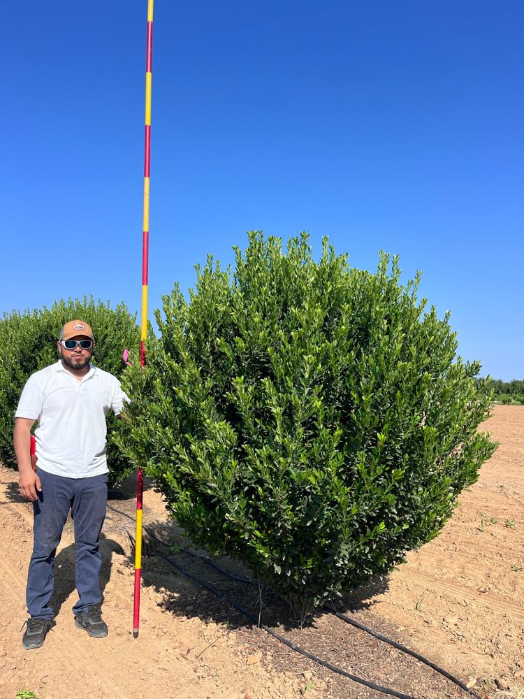 ilex-emerald-colonnade-holly