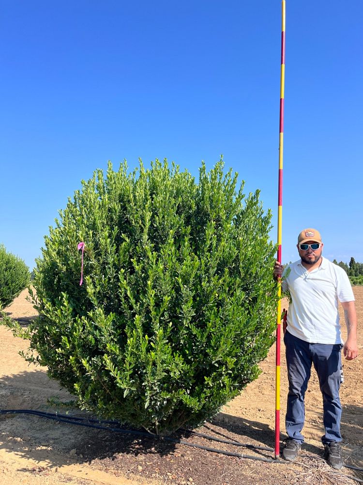 ilex-emerald-colonnade-holly