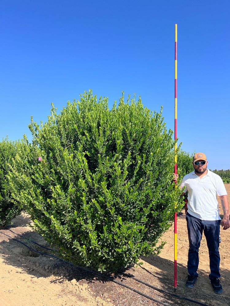 ilex-emerald-colonnade-holly
