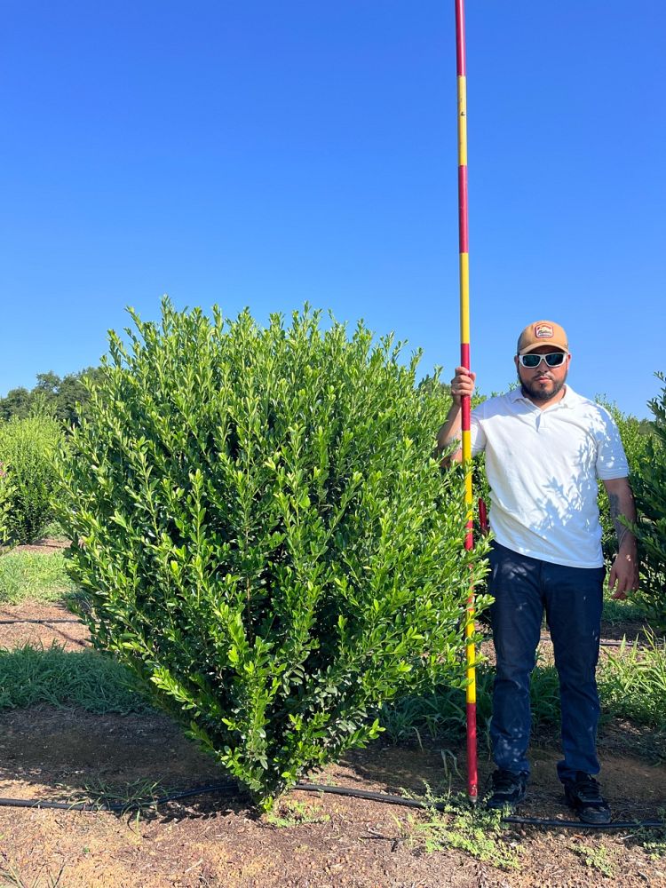 ilex-emerald-colonnade-holly