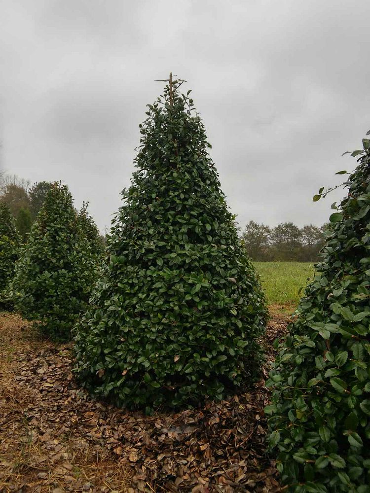 ilex-emily-bruner-holly