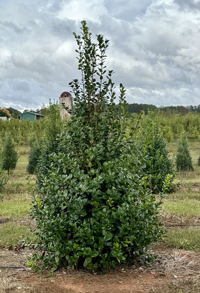 ilex-emily-bruner-holly