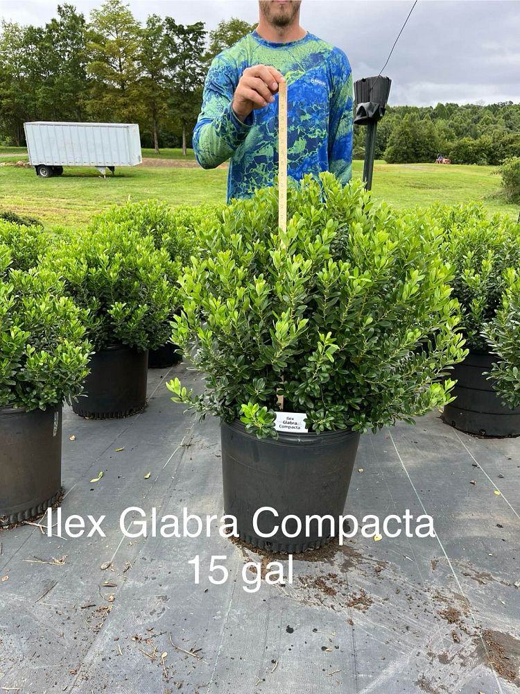 ilex-glabra-compacta-inkberry-gallberry