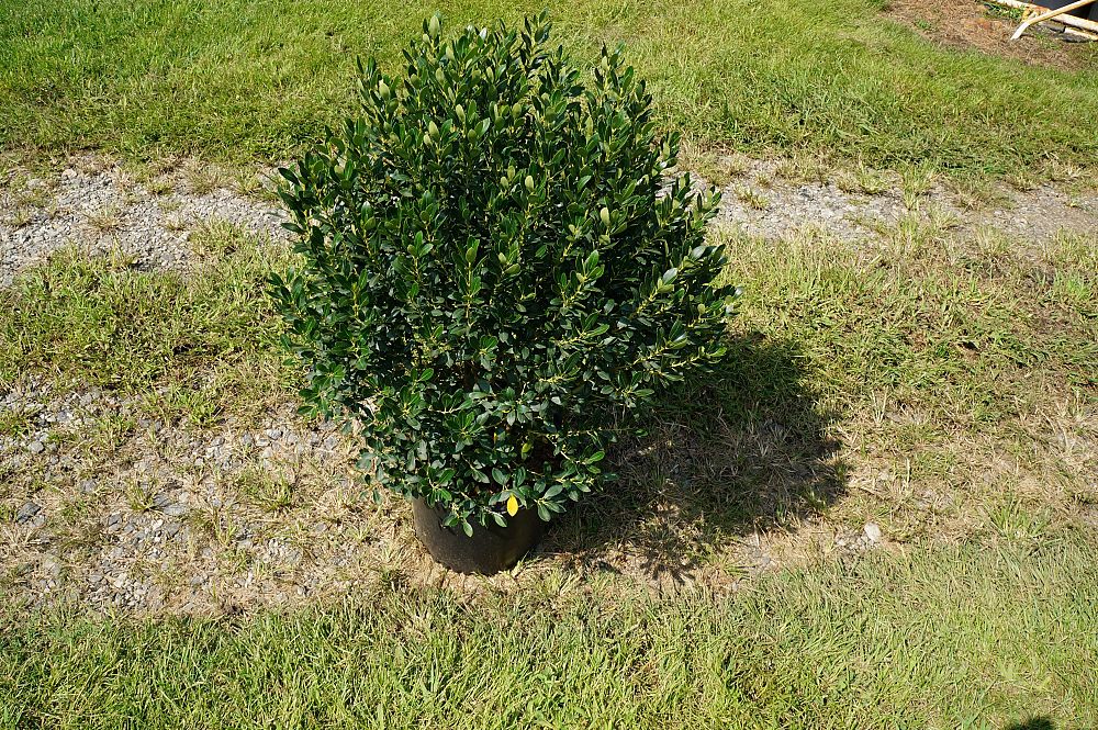 ilex-glabra-densa-dense-inkberry-gallberry