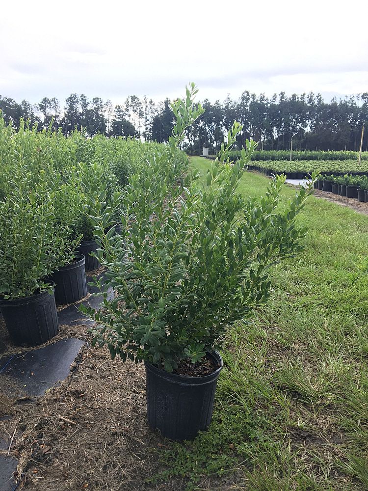 ilex-glabra-inkberry-gallberry