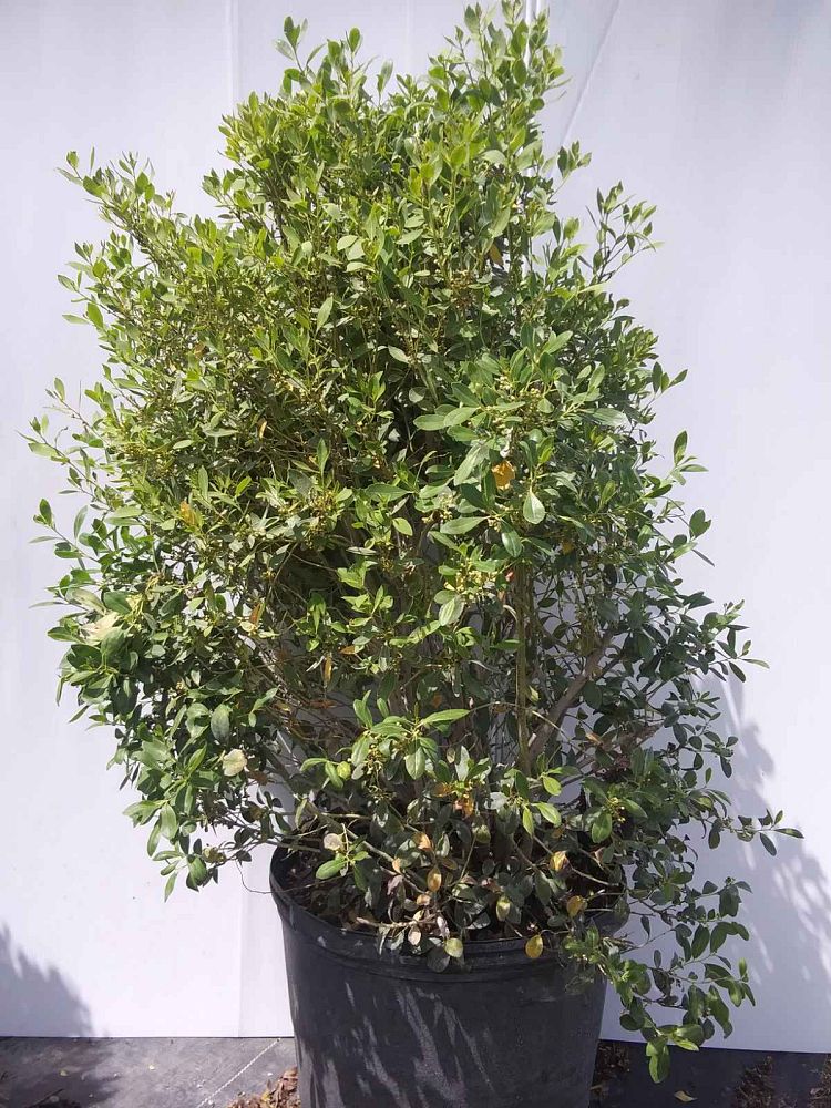 ilex-glabra-inkberry-gallberry