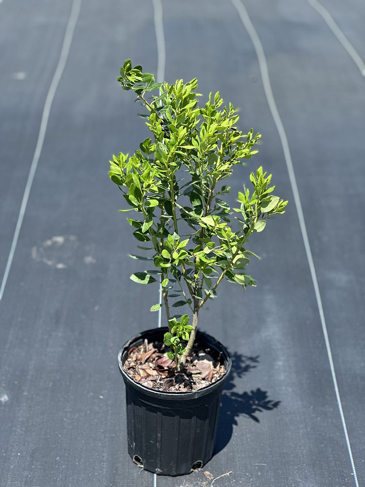 ilex-glabra-inkberry-gallberry