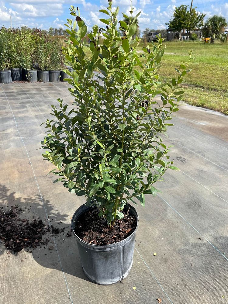 ilex-glabra-inkberry-gallberry