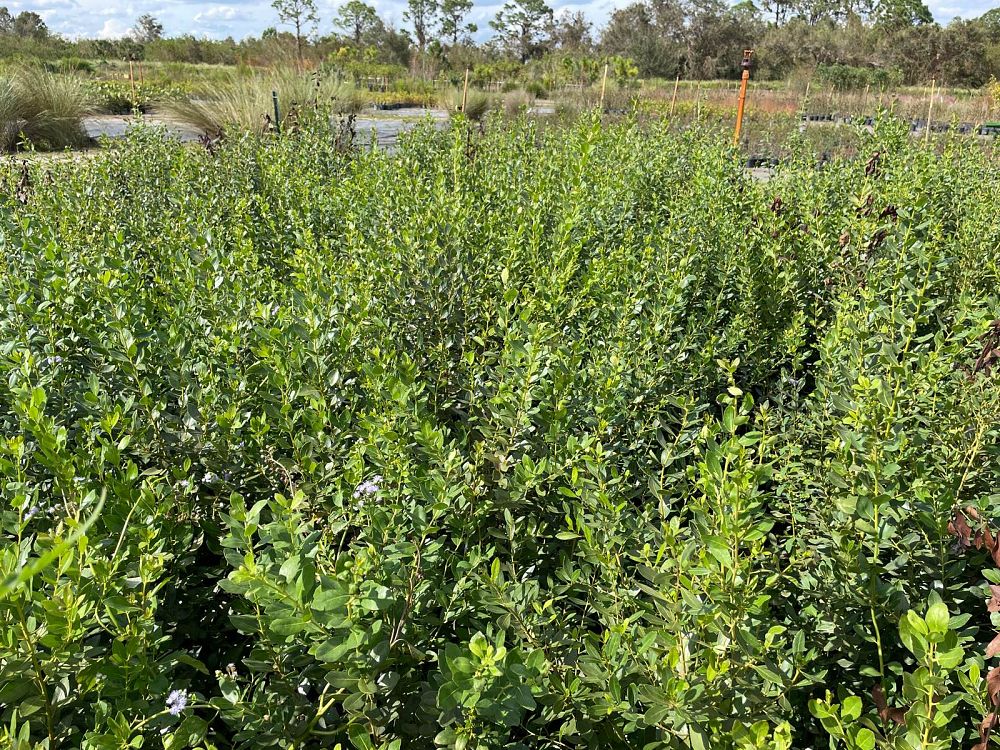 ilex-glabra-inkberry-gallberry