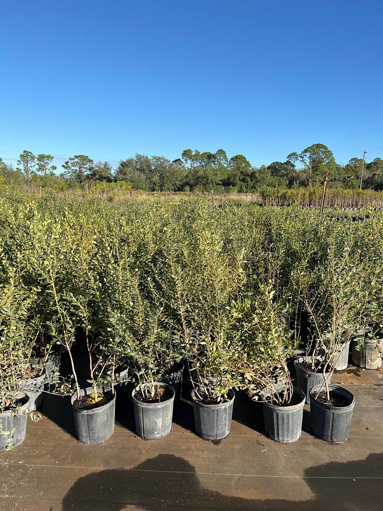 ilex-glabra-inkberry-gallberry