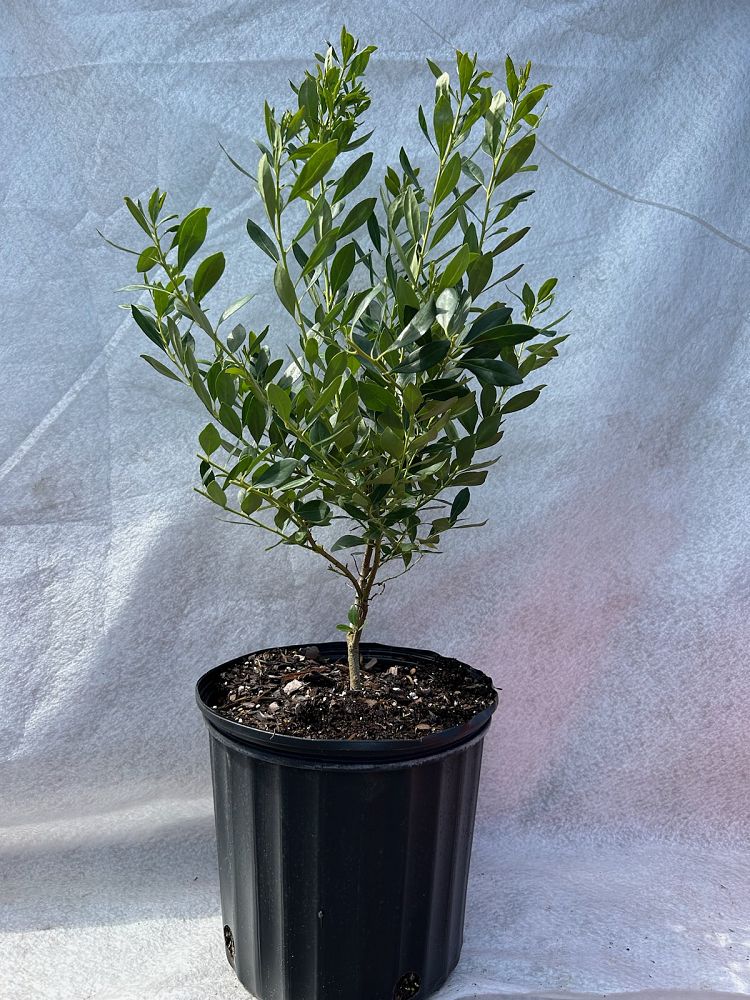 ilex-glabra-inkberry-gallberry