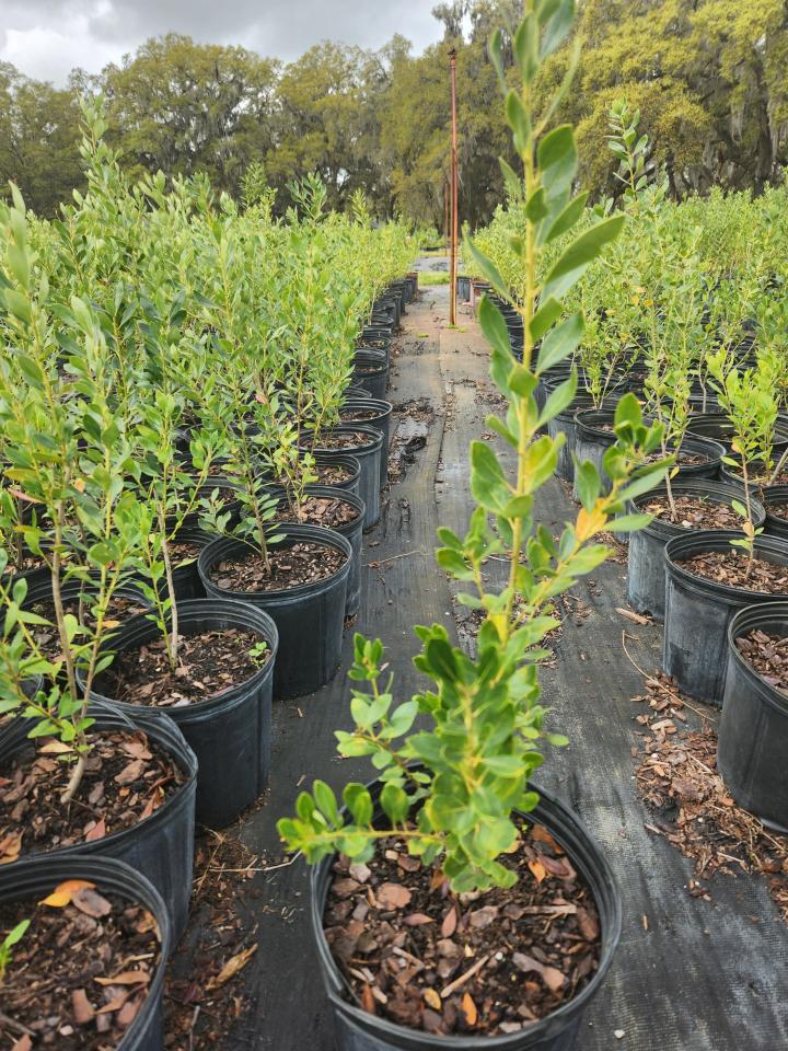 ilex-glabra-inkberry-gallberry