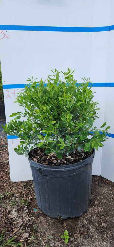 ilex-glabra-inkberry-gallberry