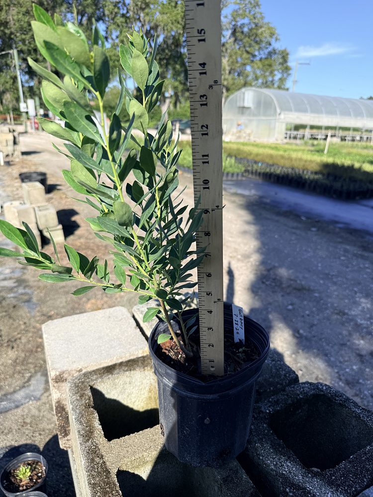 ilex-glabra-inkberry-gallberry