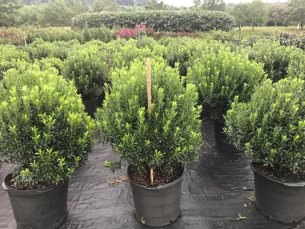 ilex-glabra-nigra-inkberry-gallberry