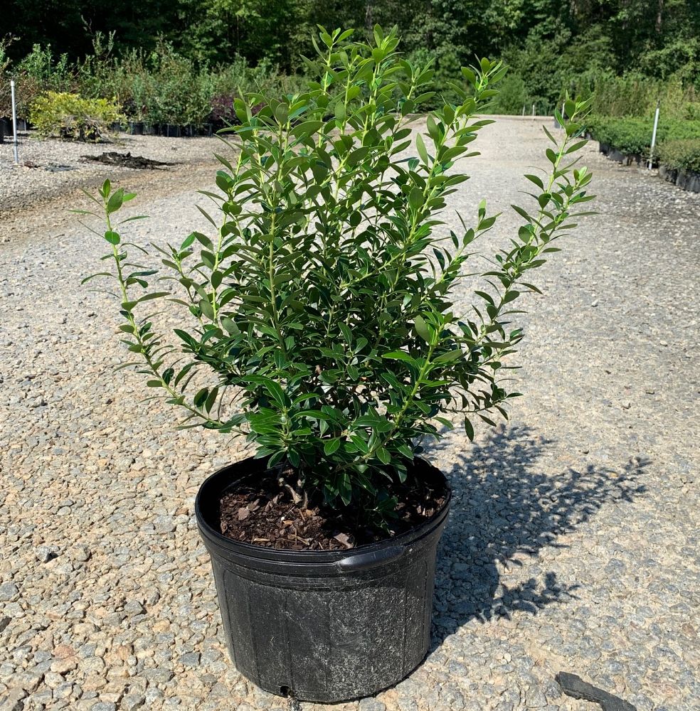 ilex-glabra-nigra-inkberry-gallberry