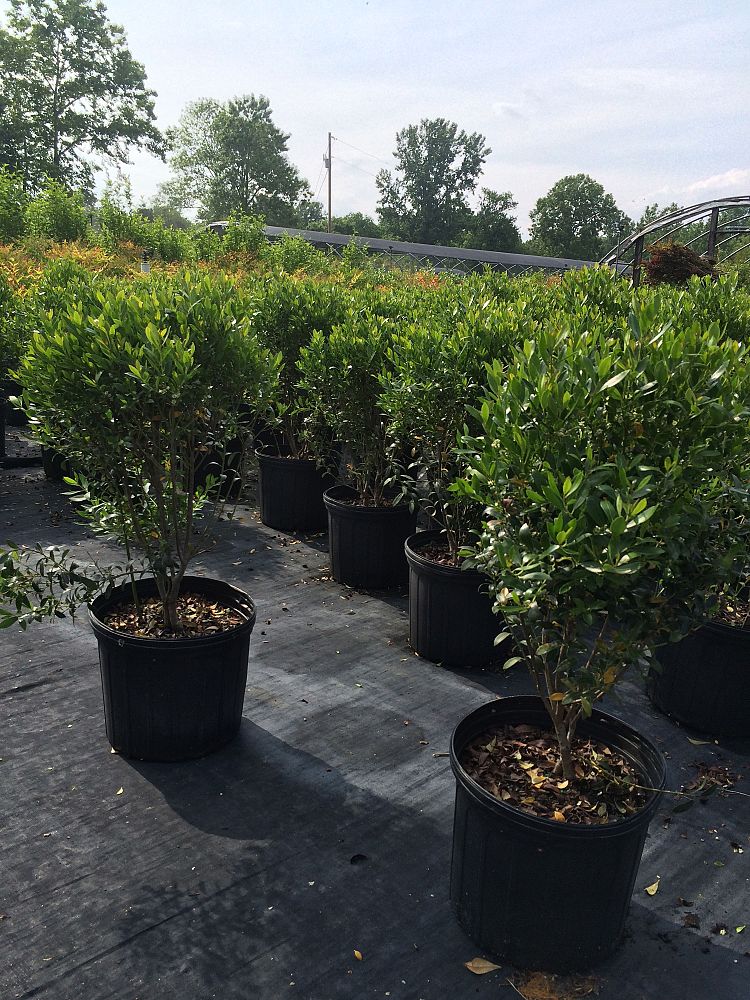 ilex-glabra-shamrock-inkberry-gallberry