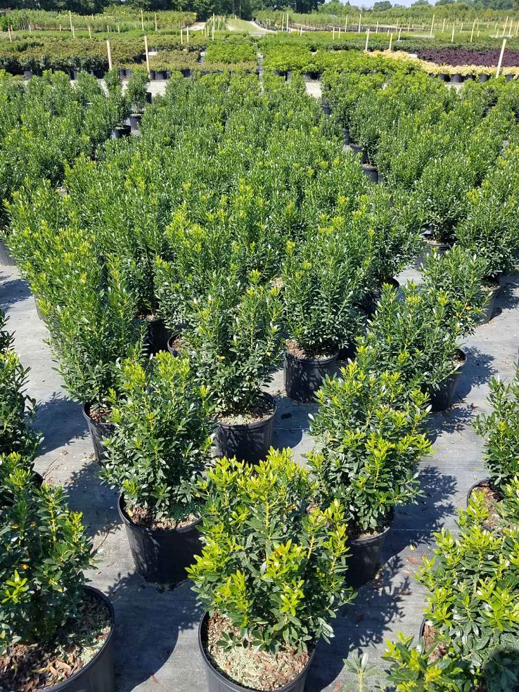 ilex-glabra-shamrock-inkberry-gallberry