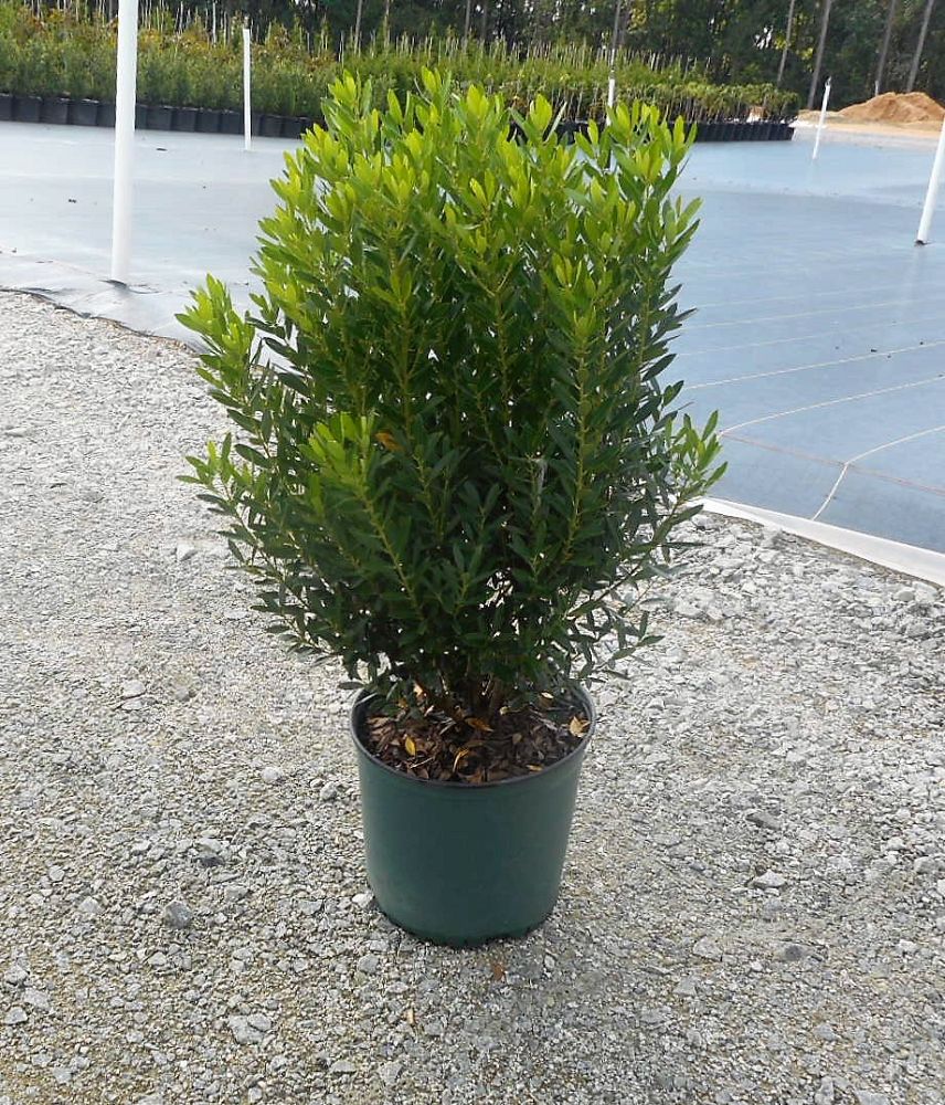 ilex-glabra-shamrock-inkberry-gallberry