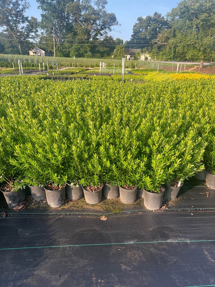 ilex-glabra-shamrock-inkberry-gallberry