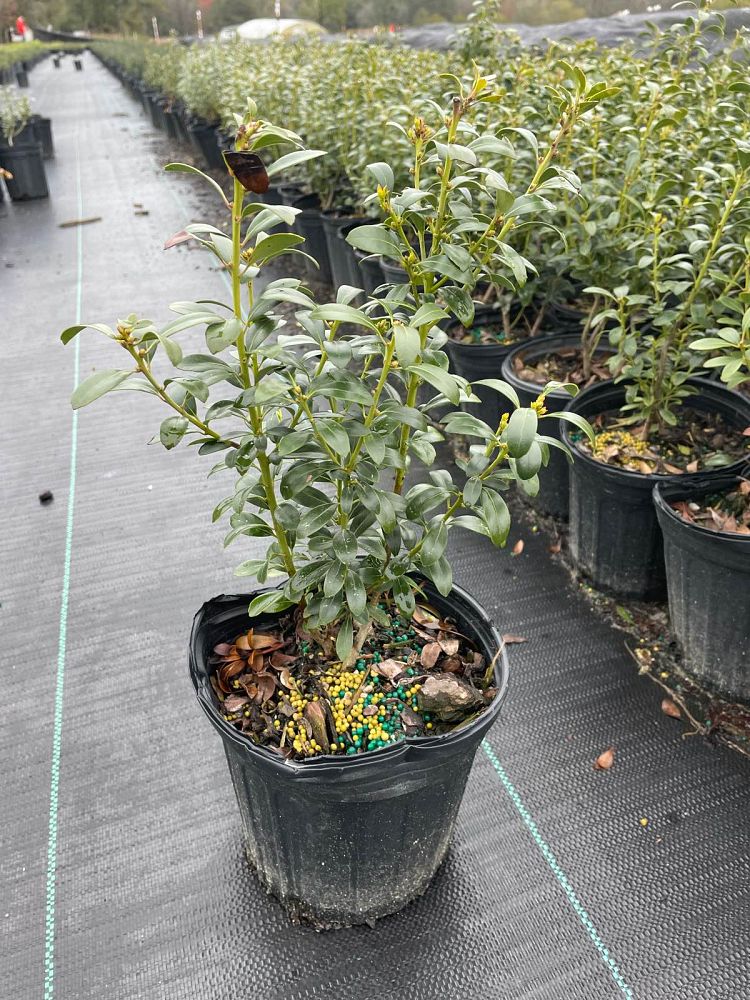 ilex-glabra-shamrock-inkberry-gallberry