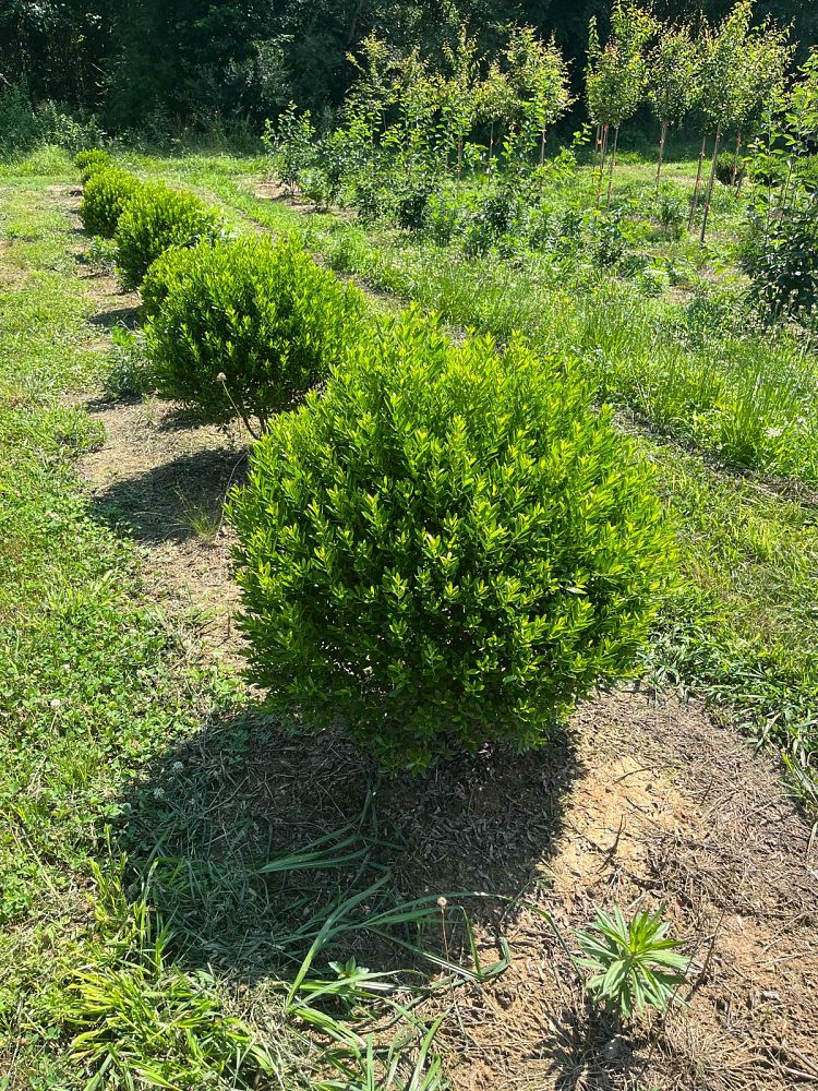 ilex-glabra-shamrock-inkberry-gallberry