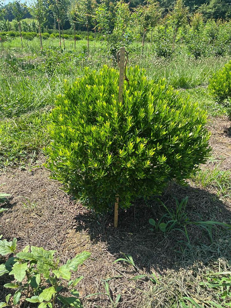 ilex-glabra-shamrock-inkberry-gallberry