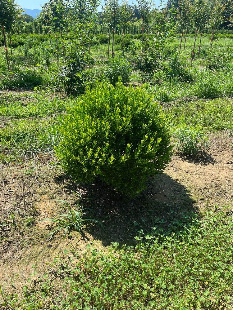 ilex-glabra-shamrock-inkberry-gallberry