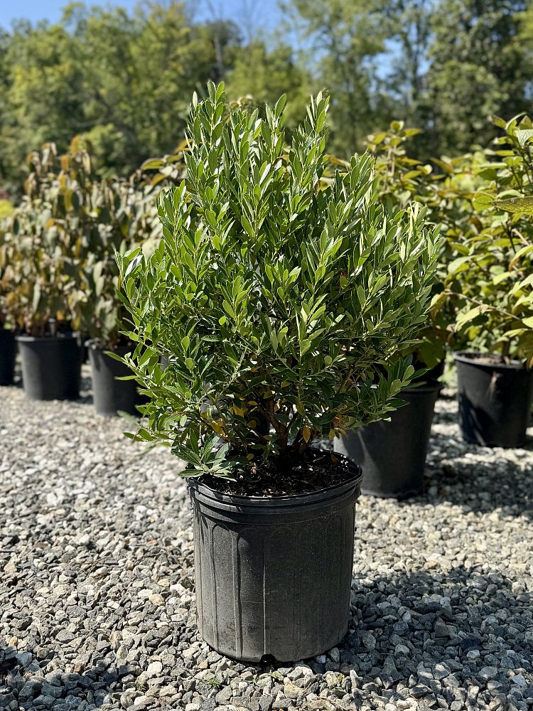 ilex-glabra-shamrock-inkberry-gallberry