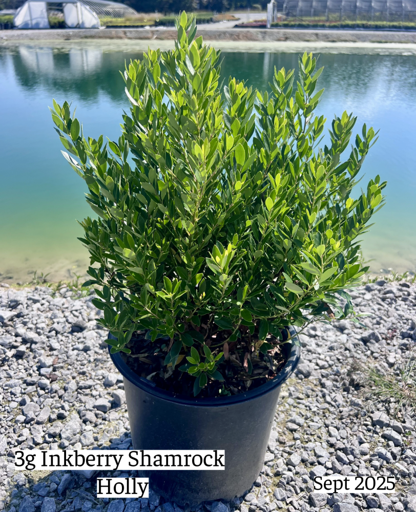 ilex-glabra-shamrock-inkberry-gallberry